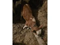 jalovicky-small-0