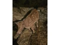 jalovicky-small-1