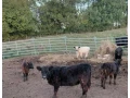 telata-galloway-small-0