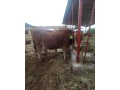 predam-jersey-byka-po-a2a2-rodicoch-small-4