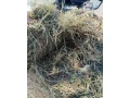 seno-400-kg-small-1