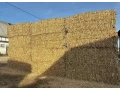 seno-krmoviny-lucerna-small-4