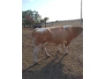 predam-small-1