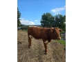predam-2-jalovice-small-3