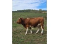 predam-2-jalovice-small-4