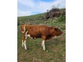 predam-2-jalovice-small-1