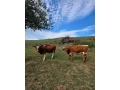 predam-2-jalovice-small-0