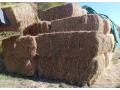 predam-lucernu-seno-small-0