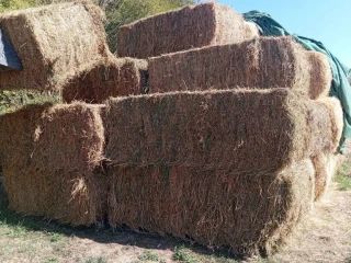 predam-lucernu-seno