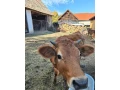 yersey-small-3