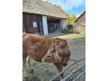 yersey-small-1