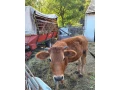 yersey-small-2