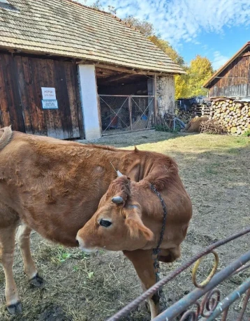 yersey-big-1