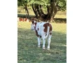 jalovicka-small-1