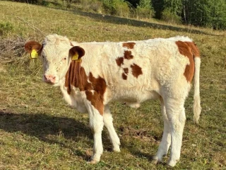 jalovicka