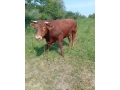 predam-17mes-bika-bio-chovcca-750kg-small-0