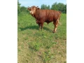 predam-17mes-bika-bio-chovcca-750kg-small-1