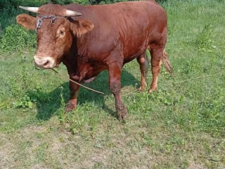 predam-17mes-bika-bio-chovcca-750kg