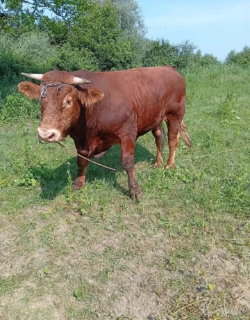 predam-17mes-bika-bio-chovcca-750kg-big-0