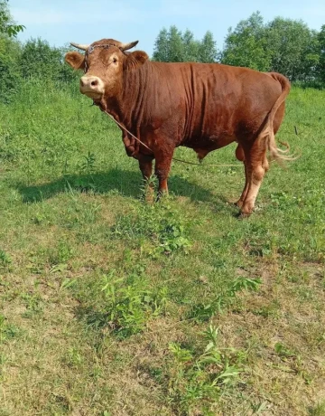 predam-17mes-bika-bio-chovcca-750kg-big-1