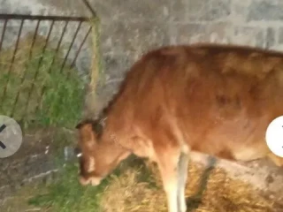 jalovica