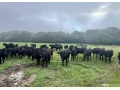 bio-jalovice-telne-aberdeen-angus-na-dalsi-chov-small-0