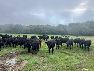 bio-jalovice-telne-aberdeen-angus-na-dalsi-chov