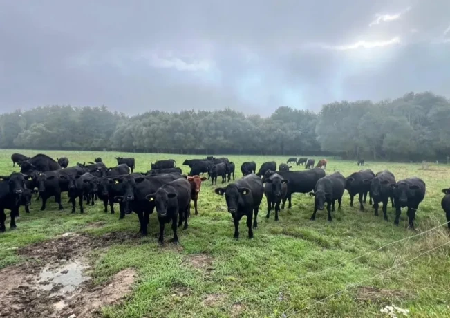 bio-jalovice-telne-aberdeen-angus-na-dalsi-chov-big-0