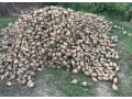 krmna-repa-small-0