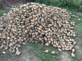 krmna-repa