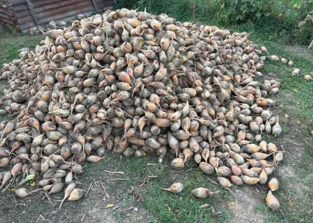 krmna-repa-big-0