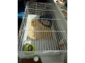 klietka-pre-male-hlodavce-small-0