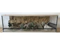 terarium-120x50x40-s-3d-stenou-small-2