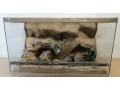 terarium-70x40x40-s-3d-stenou-small-4