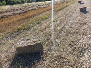 slama-male-baliky