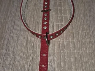 obojok-pre-male-plemeno-psa
