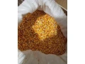 predam-kukuricu-small-0