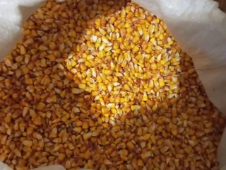 predam-kukuricu