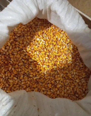predam-kukuricu-big-0