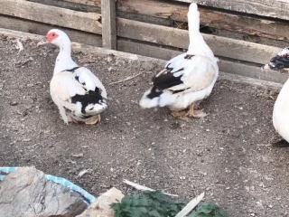 predam-kacky