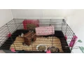 morske-prasa-klietka-small-1