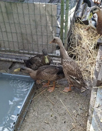 indicky-bezec-big-1