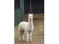 lama-krotka-vymenim-small-0