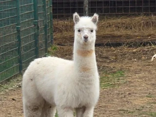 lama-krotka-vymenim