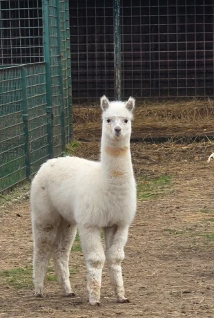 lama-krotka-vymenim-big-0