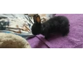 predam-dva-male-zakrsle-zajaciky-small-1