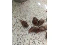 slimak-africky-small-1