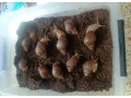slimak-africky-small-0