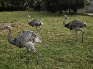 nandu-pampovy