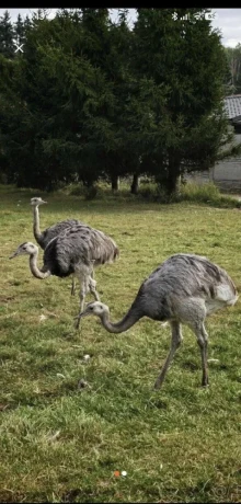 nandu-pampovy-big-1